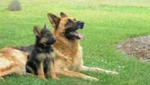 Колко години живеят немски овчари